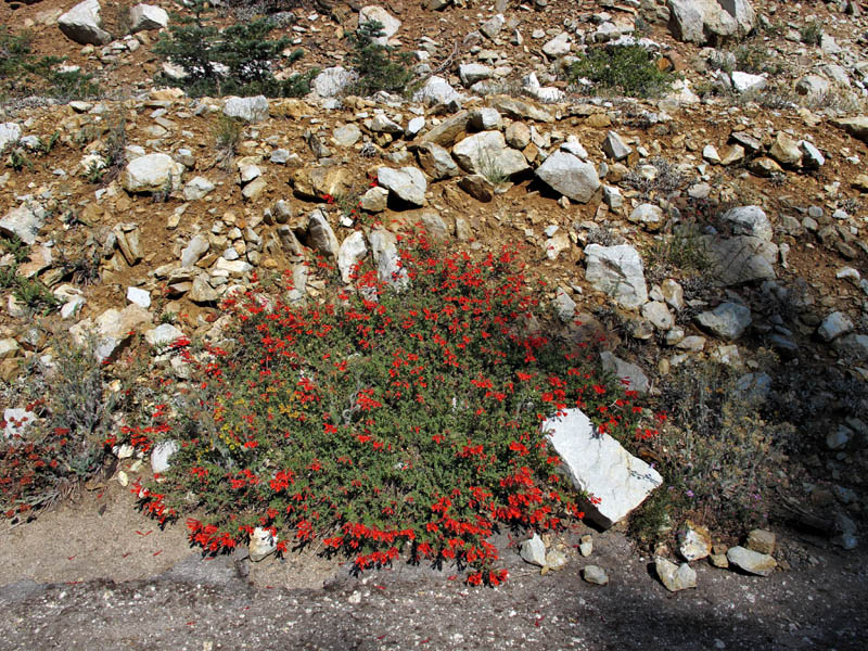 043-epilobium_canum5107-web