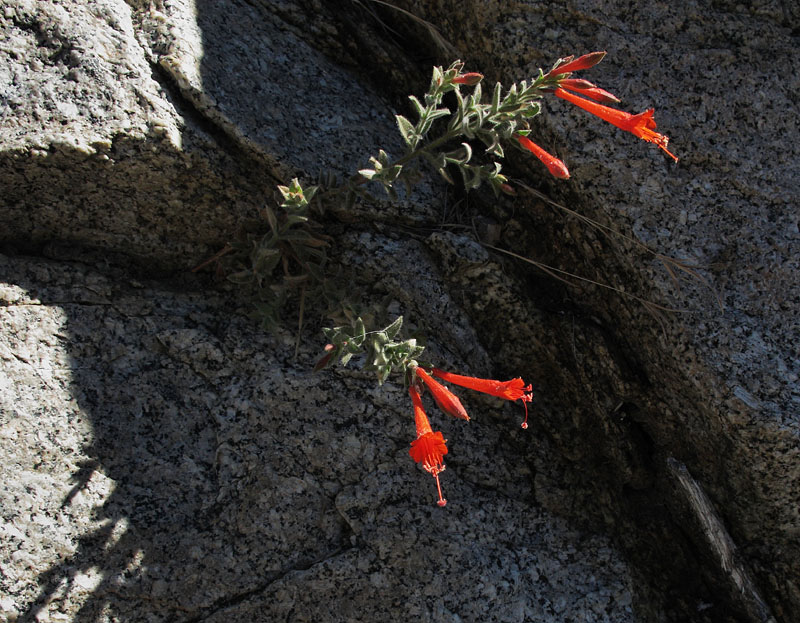 043-epilobium_canum5107-web