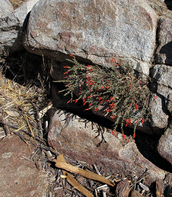 043-epilobium_canum5107-web