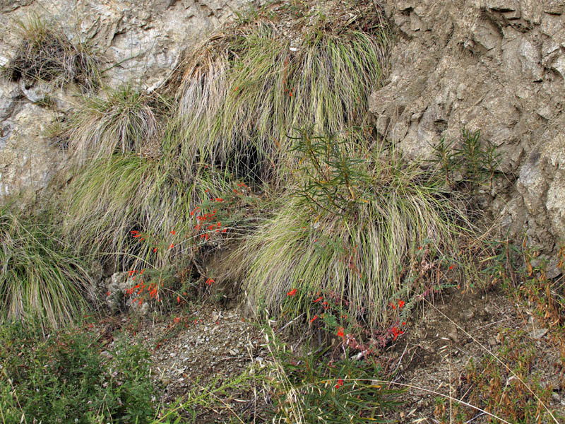 043-epilobium_canum5107-web