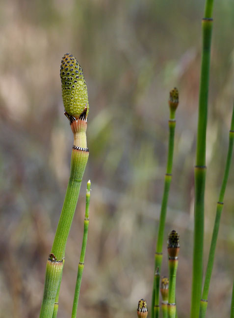 044-equisetum_laevigatum240345-650