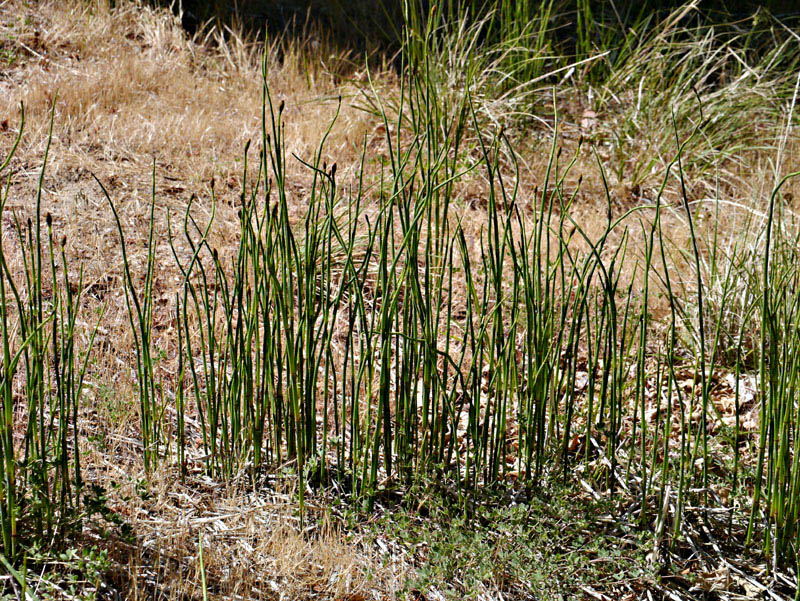 044-equisetum_laevigatum240345-650