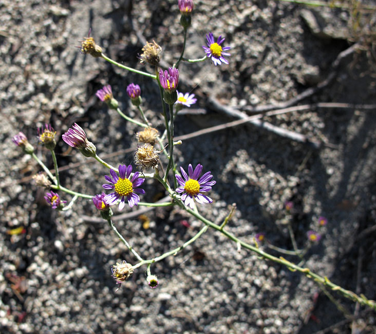 045-erigeron_foliosus4872-650