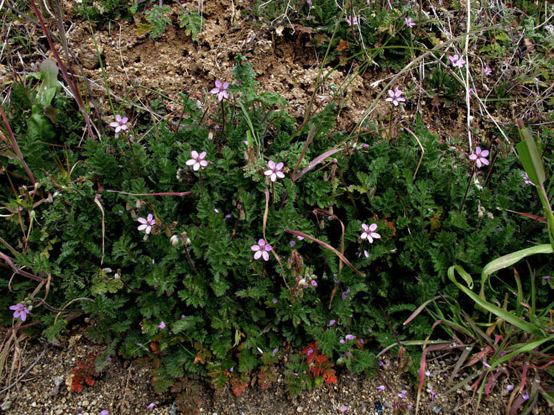 047-erodium_cicutarium2745-650