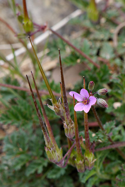 047-erodium_cicutarium2745-650