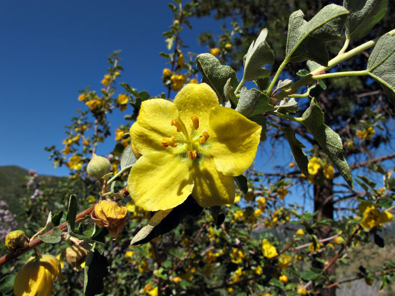 048-fremontodendron_californicum1932-800