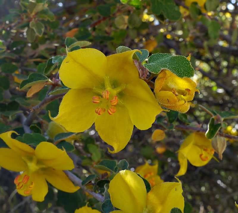 048-fremontodendron_californicum1932-800