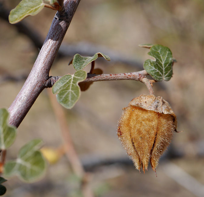 048-fremontodendron_californicum1932-800