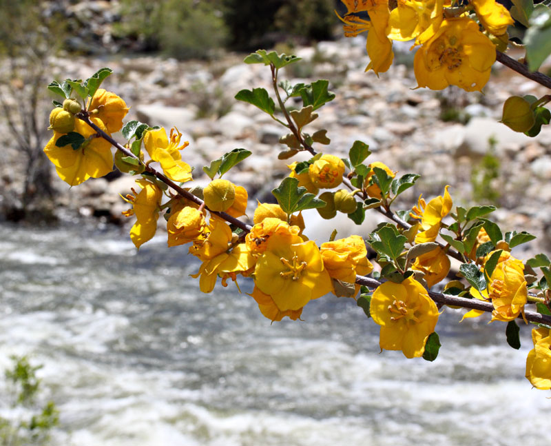 048-fremontodendron_californicum1932-800