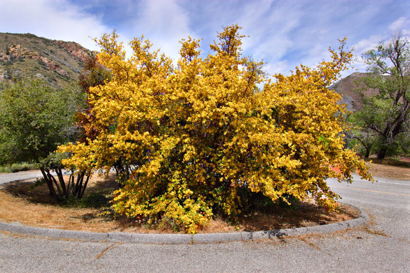 048-fremontodendron_californicum1932-800