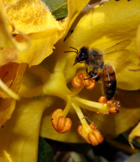 048-fremontodendron_californicum1932-800