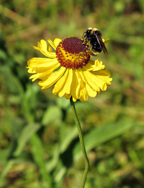 049-helenium_bigelovii2390a-650