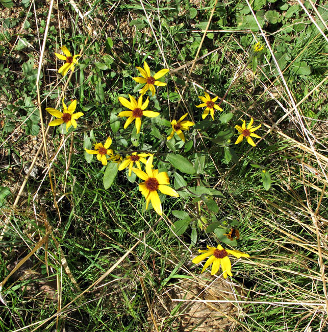 052-helianthus_gracilentus8158-650