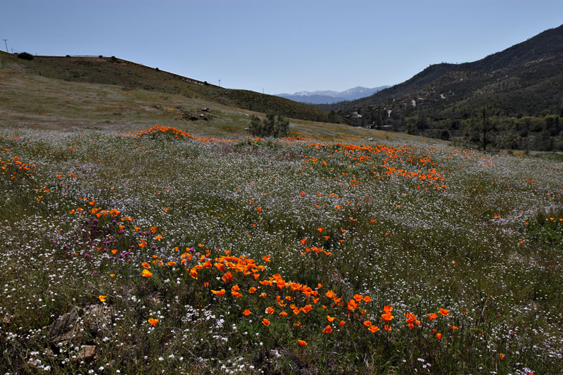 053-eschscholzia_californica240509-650