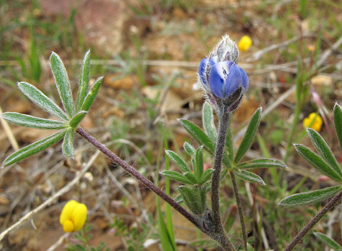 067-lupinus_bicolor2599-700