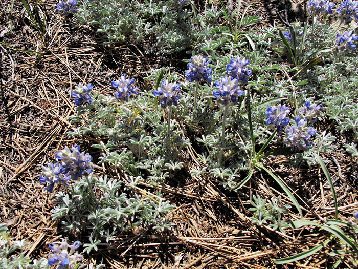 067-lupinus_bicolor2599-700