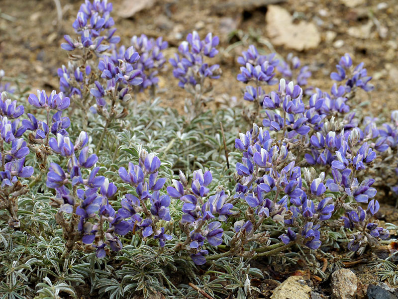 067-lupinus_bicolor2599-700