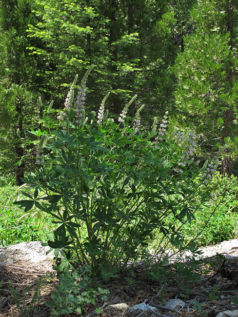 068-lupinus_latifolius2331-650