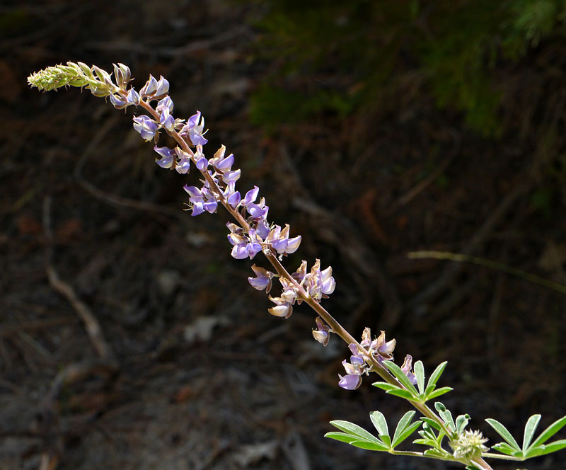 070-lupinus_polyphyllus30182-800