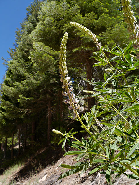 070-lupinus_polyphyllus30182-800