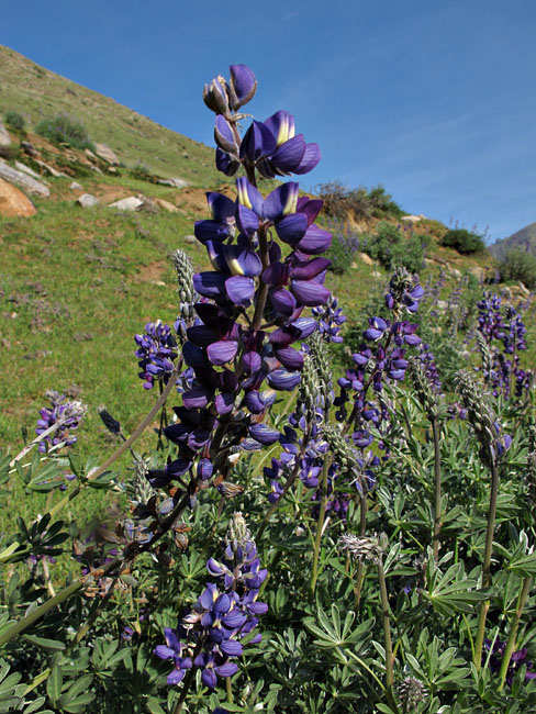 071-lupinus_polyphyllus3272-650