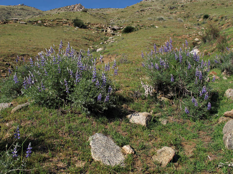 071-lupinus_polyphyllus3272-650