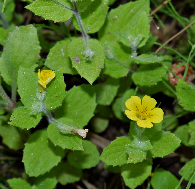 079-mimulus_moschatus2692-650