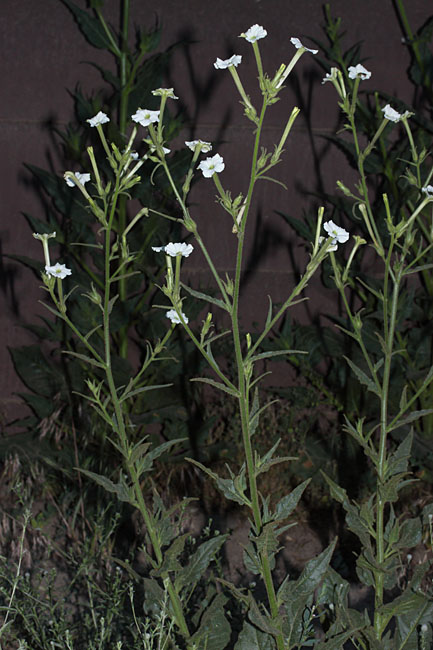 081-nicotiana_attenuata6851-650