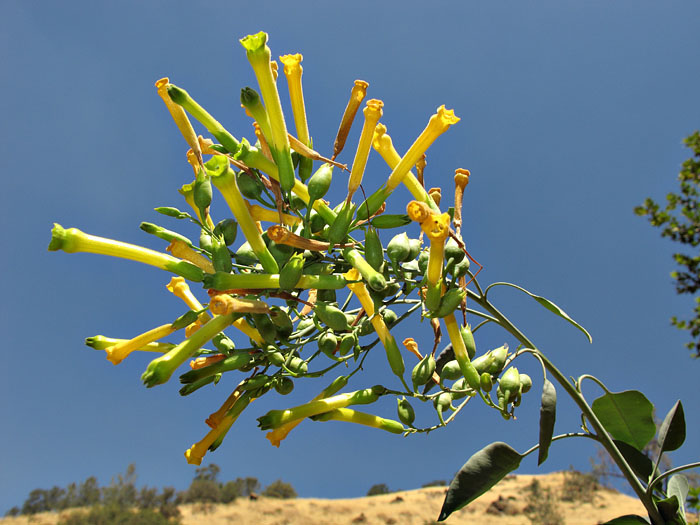 082-nicotiana_glauca4522-700