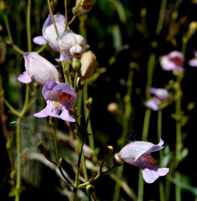 084-penstemon_grinnellii2529-650