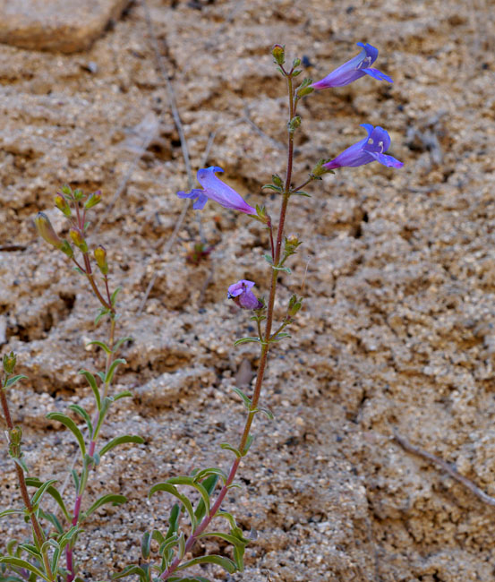 085-penstemon_laetus260094-650