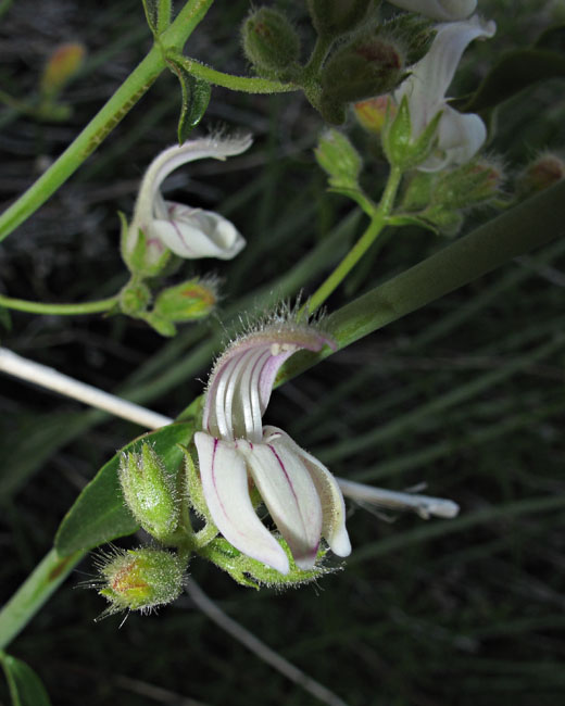 089-keckiella_breviflora1757mtn50-650