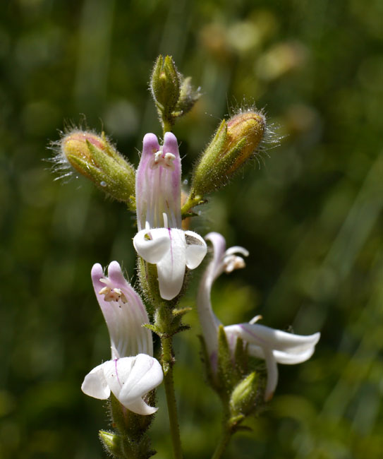 089-keckiella_breviflora1757mtn50-650