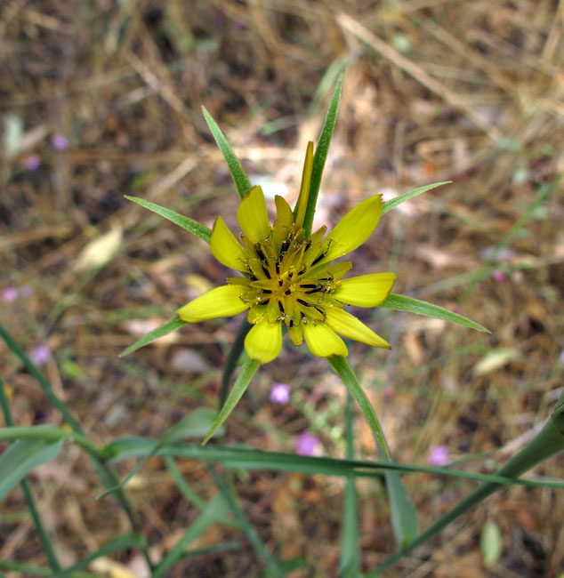 094-tragopogon_dubius6546t-650