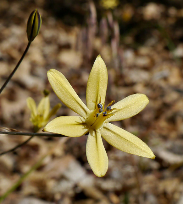 095-Triteleia_ixioides_ssp._anilina230770a-650