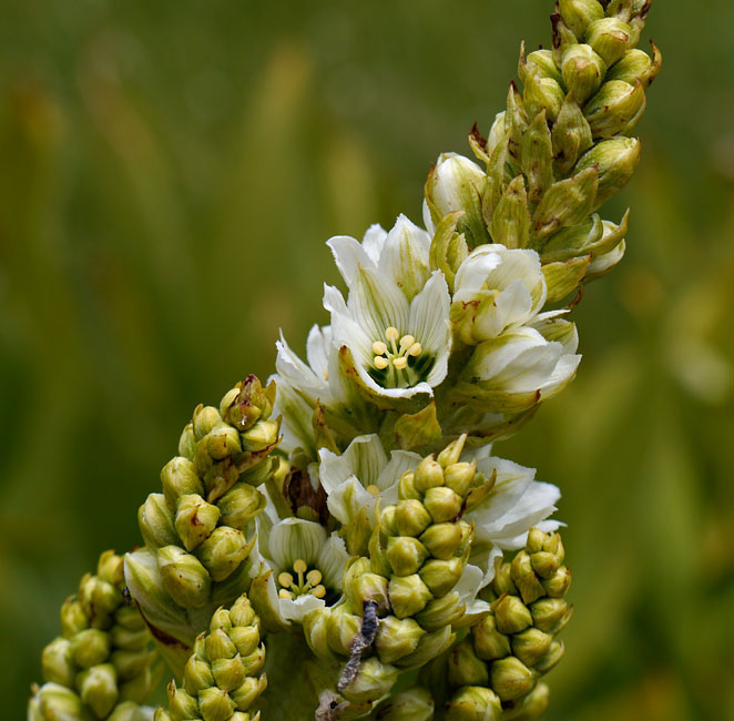 096-veratrum_californicum270436-650