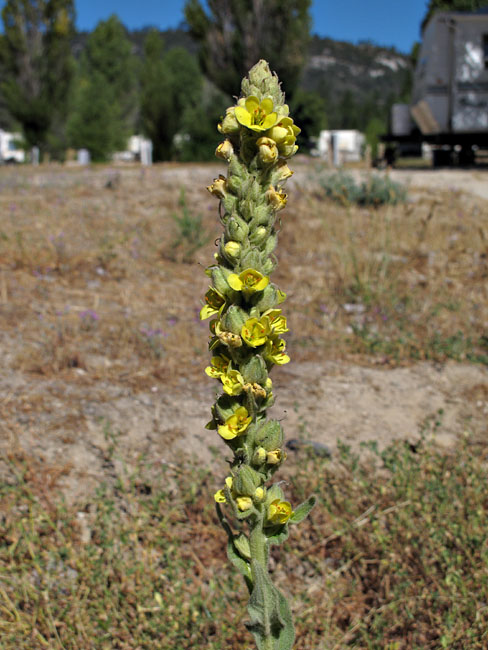 097-verbascum_thapsus260763-650