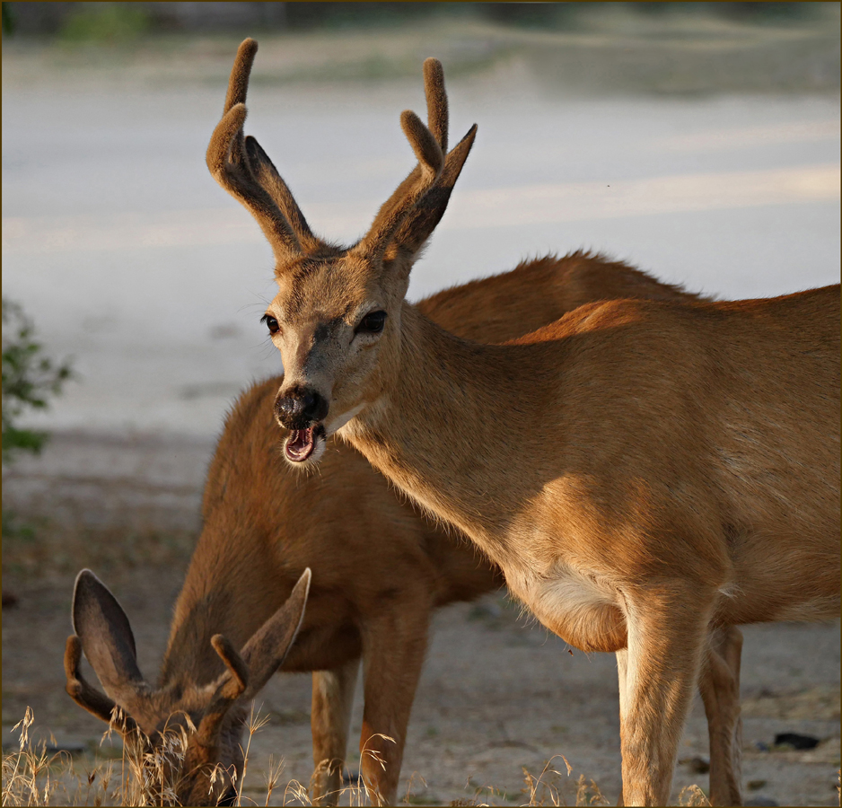 01odocoileus_hemionus04518w