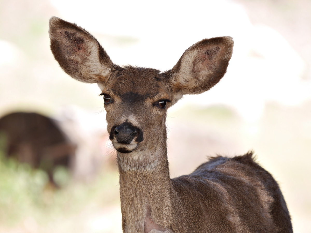 01odocoileus_hemionus04518w