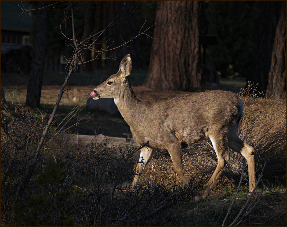 01odocoileus_hemionus04518w