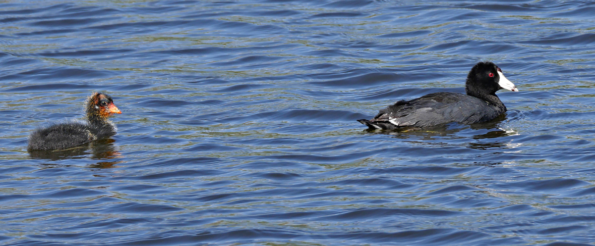 02fulica_americana1040395w-card