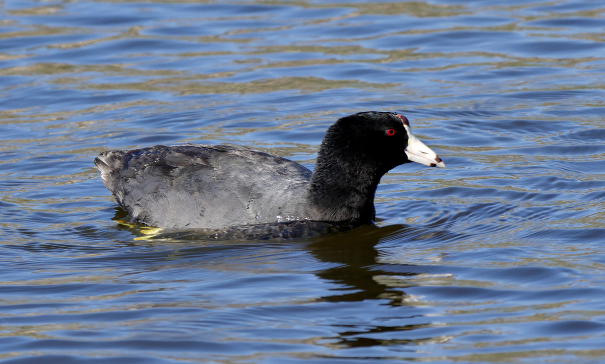 02fulica_americana1040395w-card