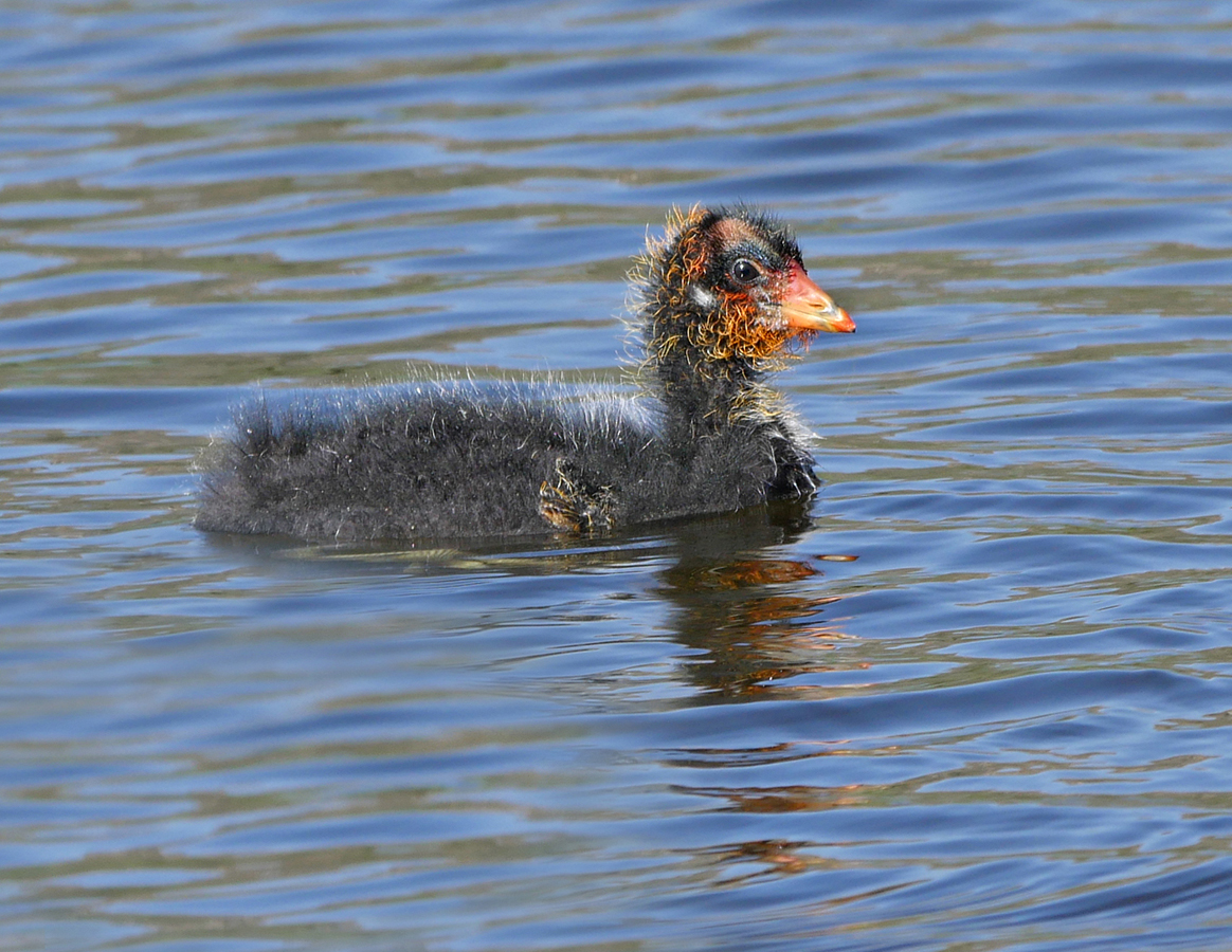 02fulica_americana1040395w-card