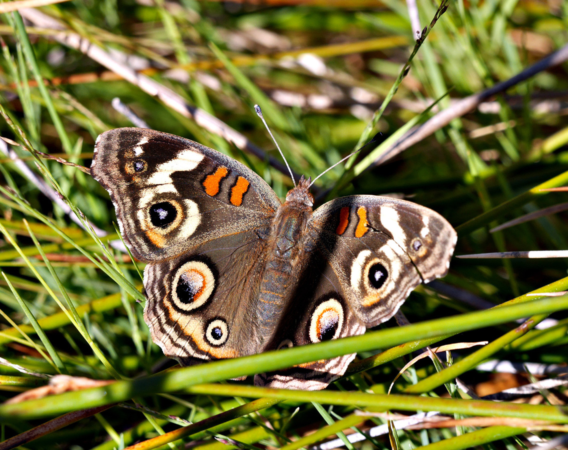 07junonia_coenia1140024w1600