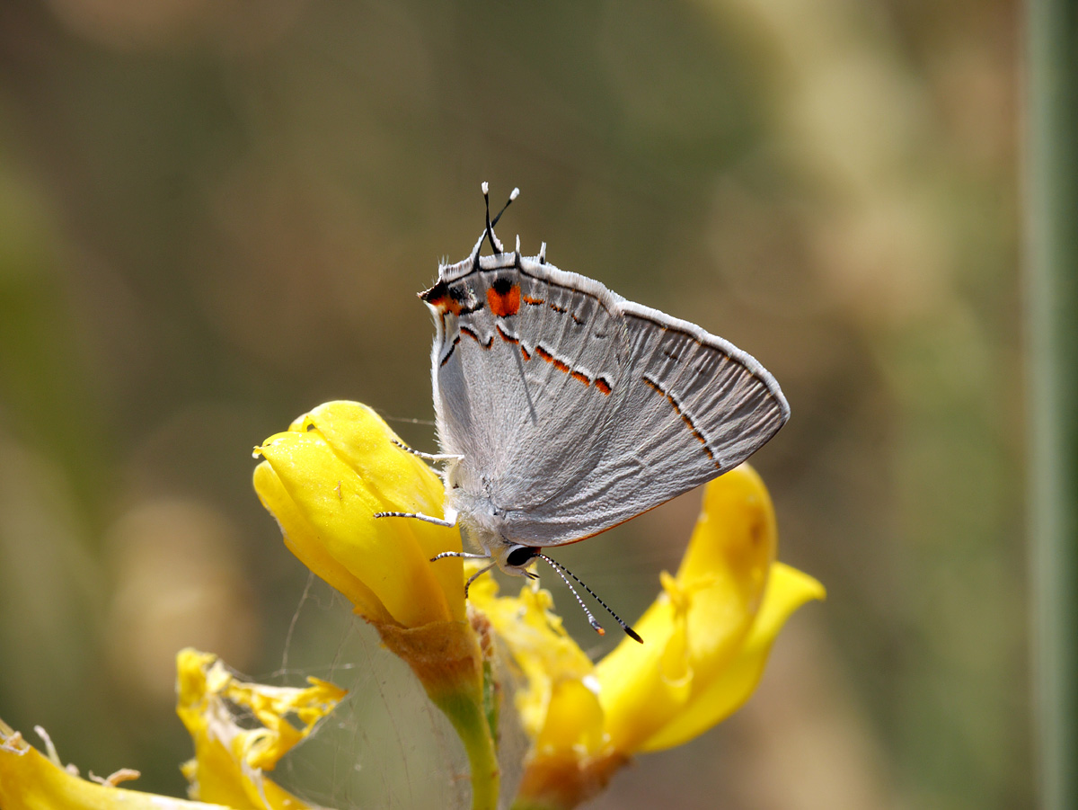 10satyrium_californica1150236-