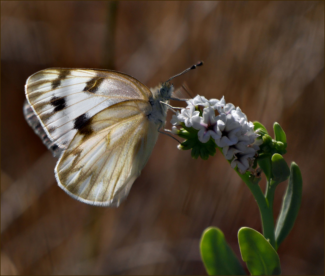 12pontia_occidentalis1140280aw