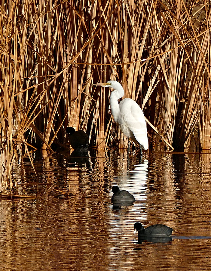 16ardea_alba1120672awnew