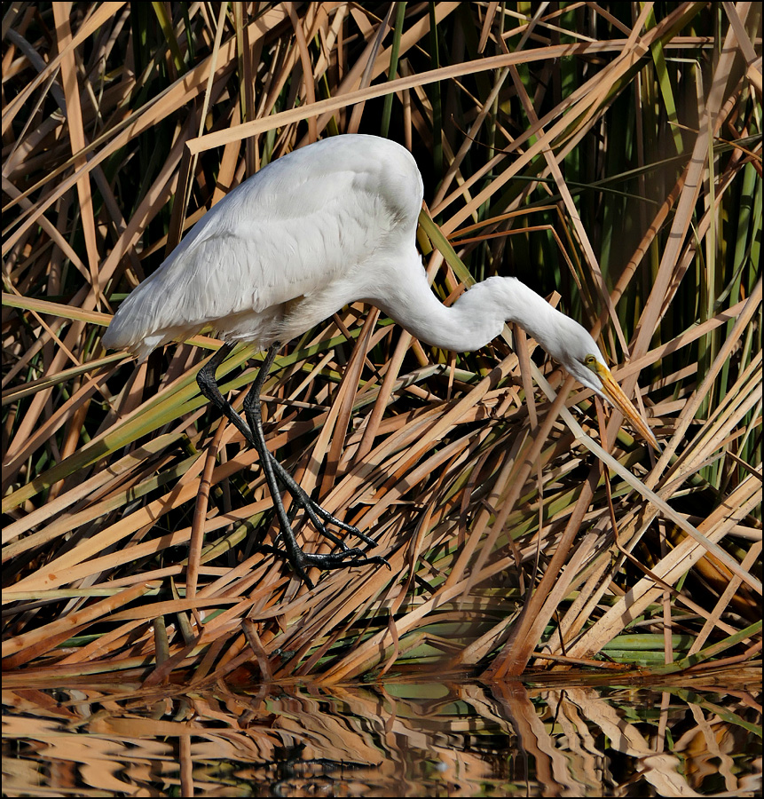 16ardea_alba1120672awnew