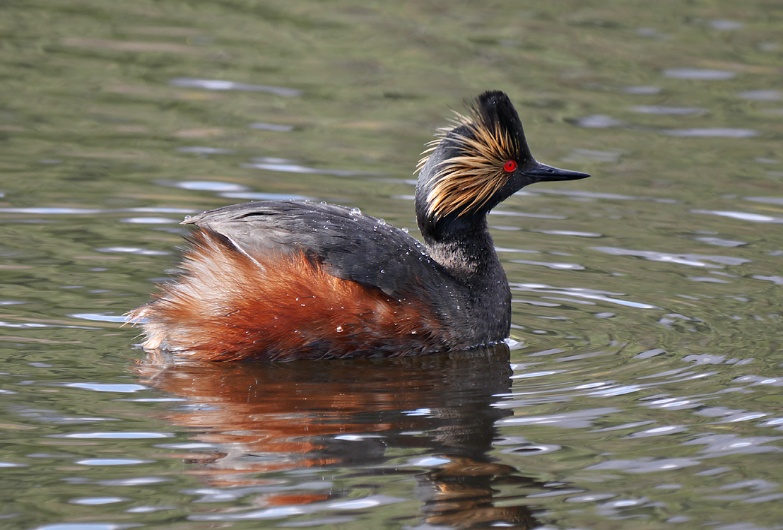 21podiceps_nigricollis1080106aw