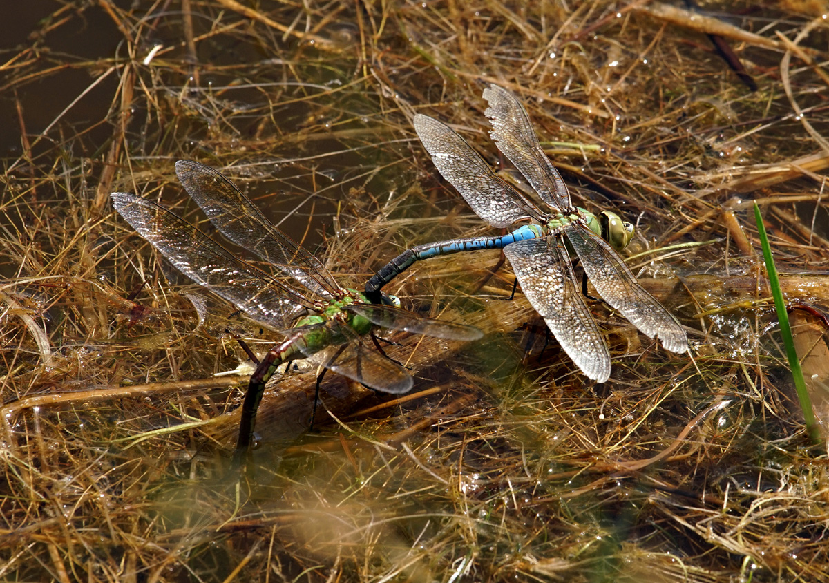 23dragonfly07418w